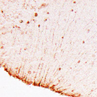A tissue section through an e18 mouse brain showing GFAP (brown) staining of radial glial cells (a.k.a. Bergman fiber of the cerebellum).