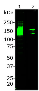 Western blot analysis of RA22126
Blot of 100 ng (lane1) and 10 ng (lane2) of full length Cas9 protein from Streptococcus pyogenes was probed with RA22126 at 1:2,000 dilution.