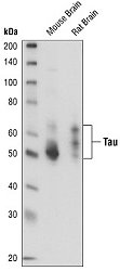 Western blot analysis of extracts from mouse and rat brain.
