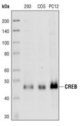 western blot analysis of extracts from 293, COS and PC12 cells, using CREB.