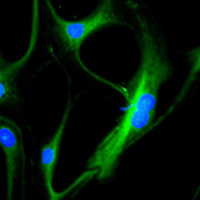 cultured dissociated cells from an e13 mouse brain), vimentin (green staining) can be seen forming the cytoskeleton of immature astrocyte progenitor cells. DAPI (blue staining) allows visualization of nuclei.