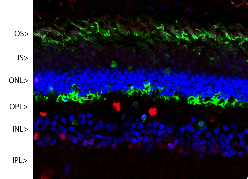 Confocal image of a pig retina with Arrestin-1 (MO22141) in green.